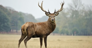 stag1